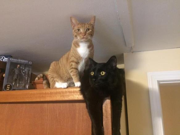 31230649_10157295732592785_1293477652806101966_n